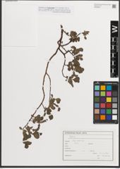 Foto von Salix L.